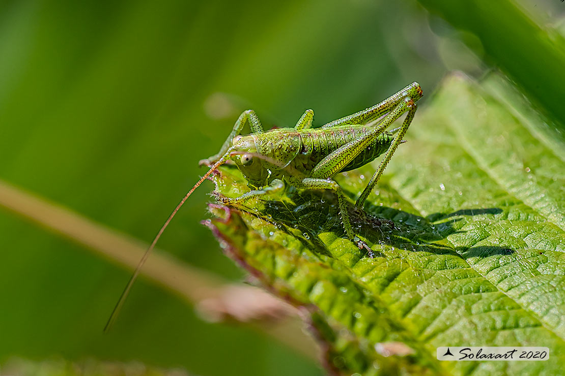 Ninfa di Tettigonia viridissima?  S !