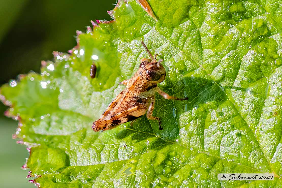 Acrididae: ninfa di Odontopodisma decipiens insubrica