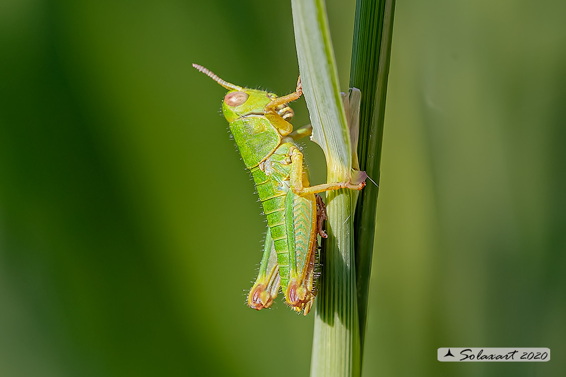 Acrididae: cfr. Odontopodisma decipiens insubrica