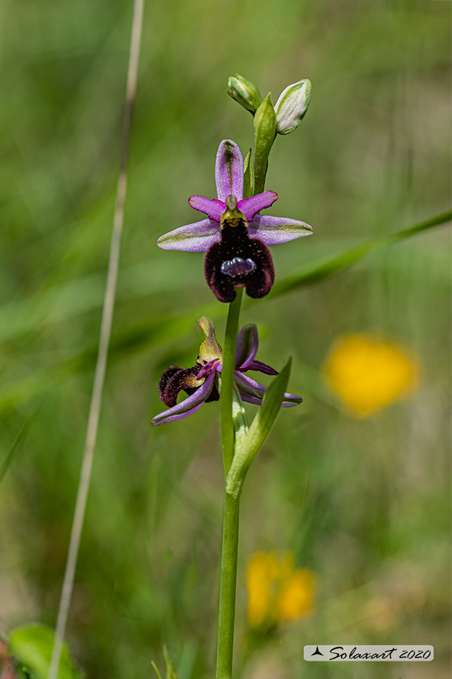 Ophrys bertolonii (??)