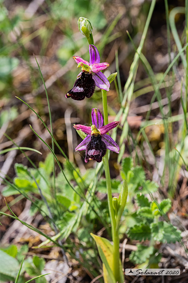 Ophrys bertolonii (??)