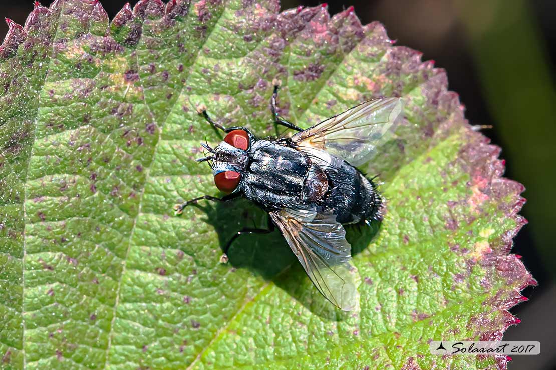 Dasyphora albofasciata ?   No, Tachinidae da id.