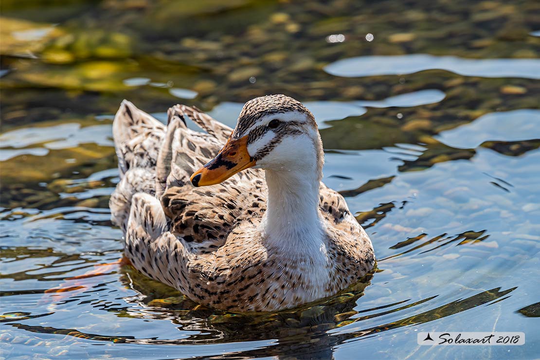 Anatidae - Ibrido o fuggitivo ?????