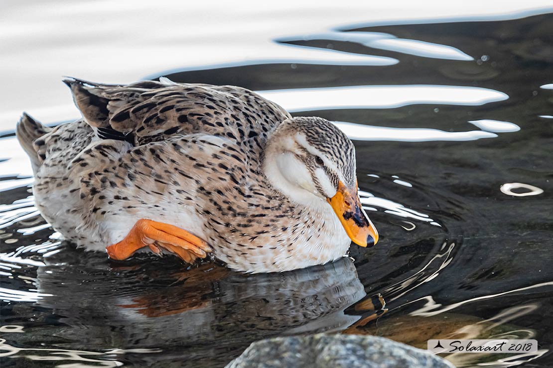 Anatidae - Ibrido o fuggitivo ?????