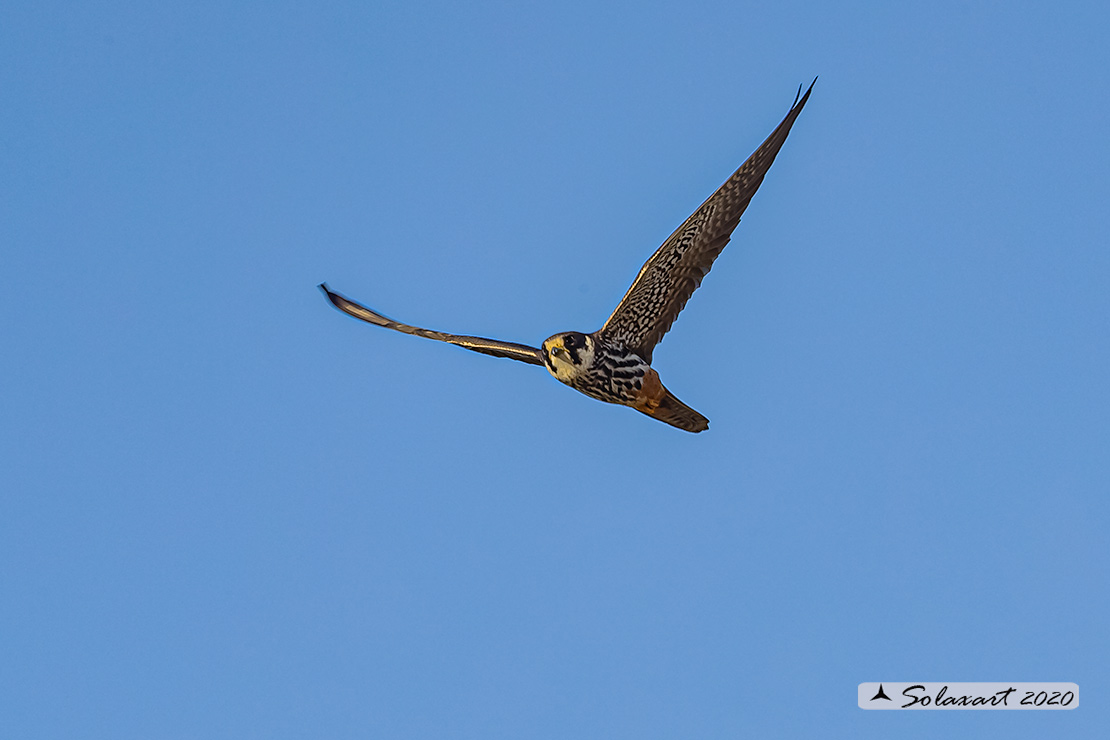 Falco: cuculo juv ? ; lodolaio ??  Lodolaio !