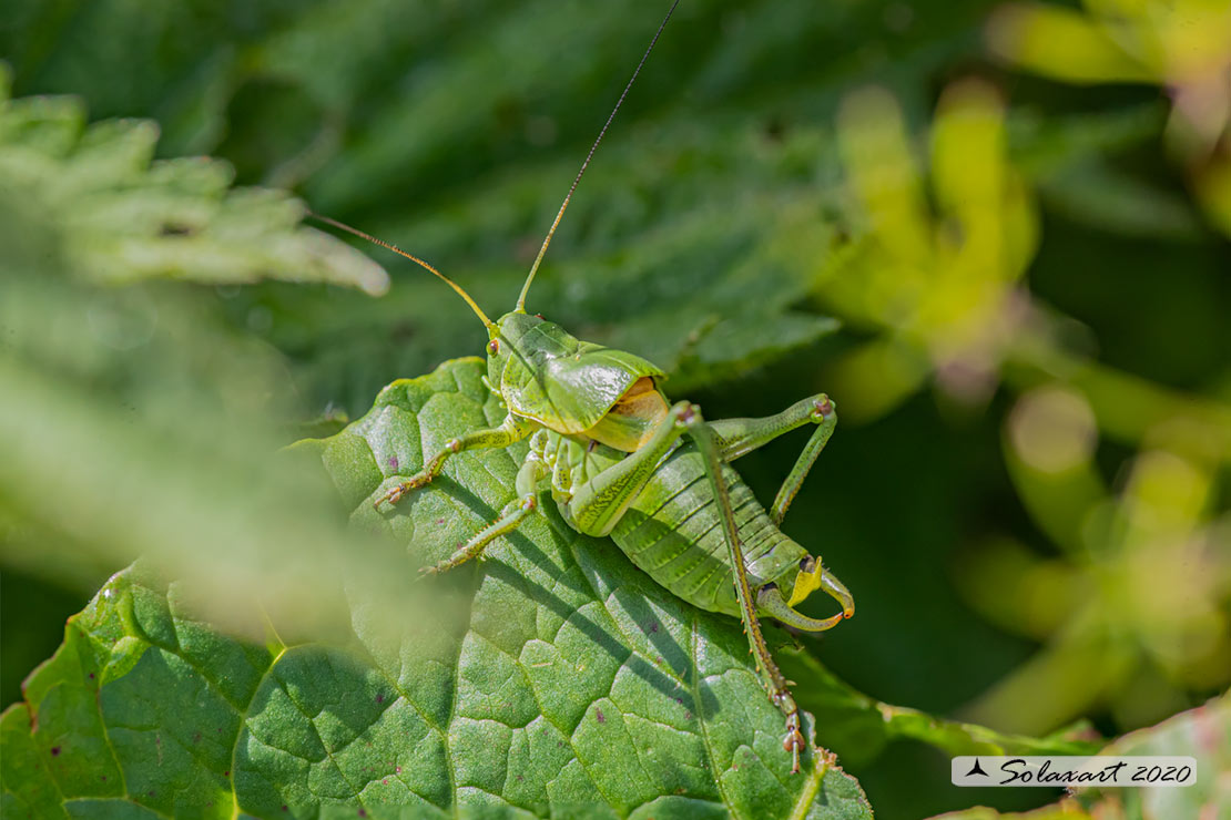 Tettigoniidae ?  No, Phaneropteridae: Polysarcus denticauda