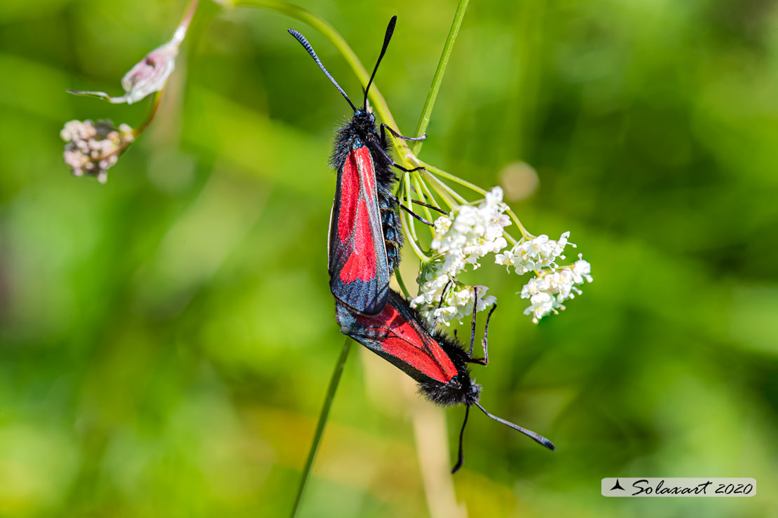 Zygaena purpuralis (???)