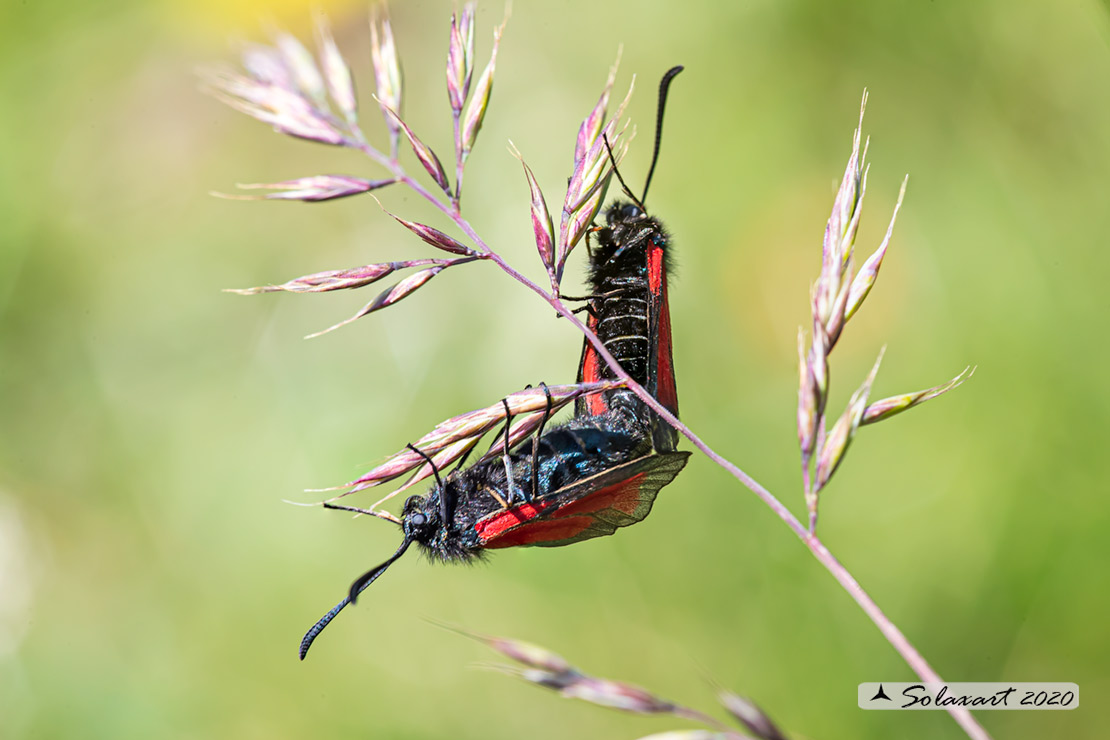 Zygaena purpuralis (???)