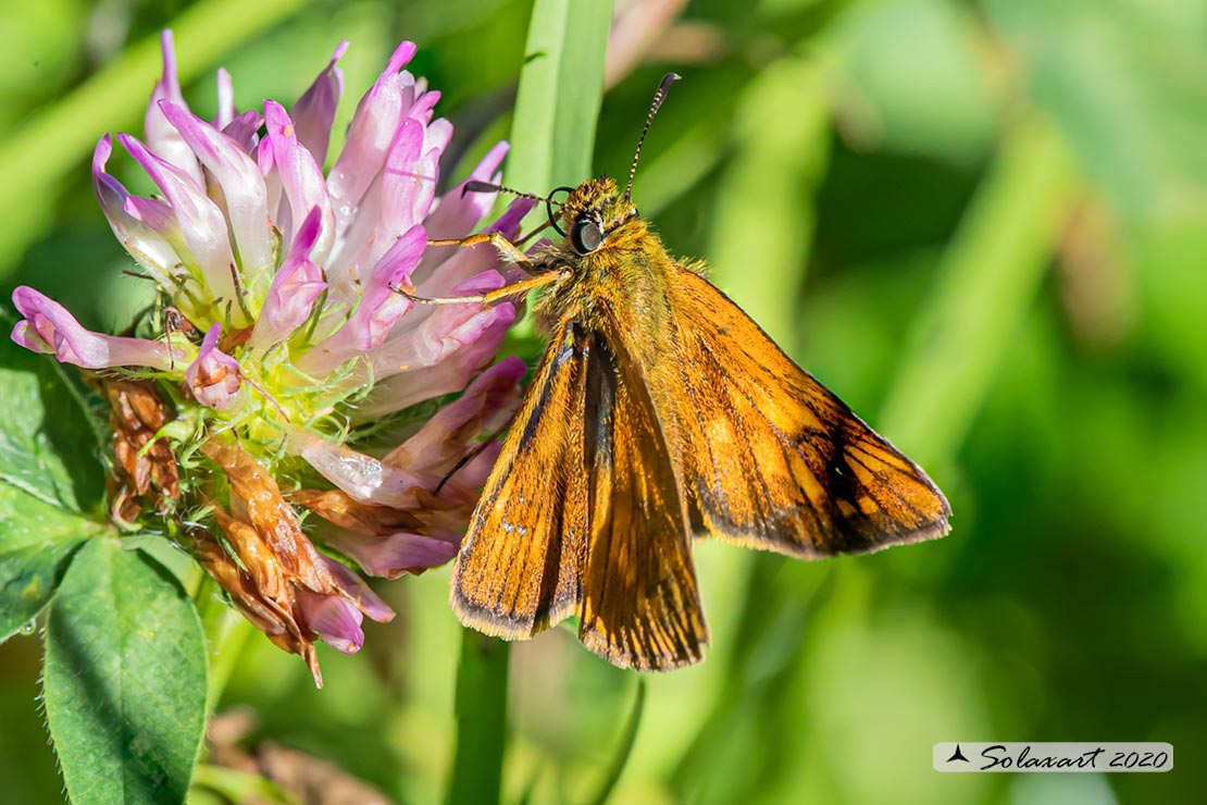 Pyrgus ? No, Ochlodes sylvanus