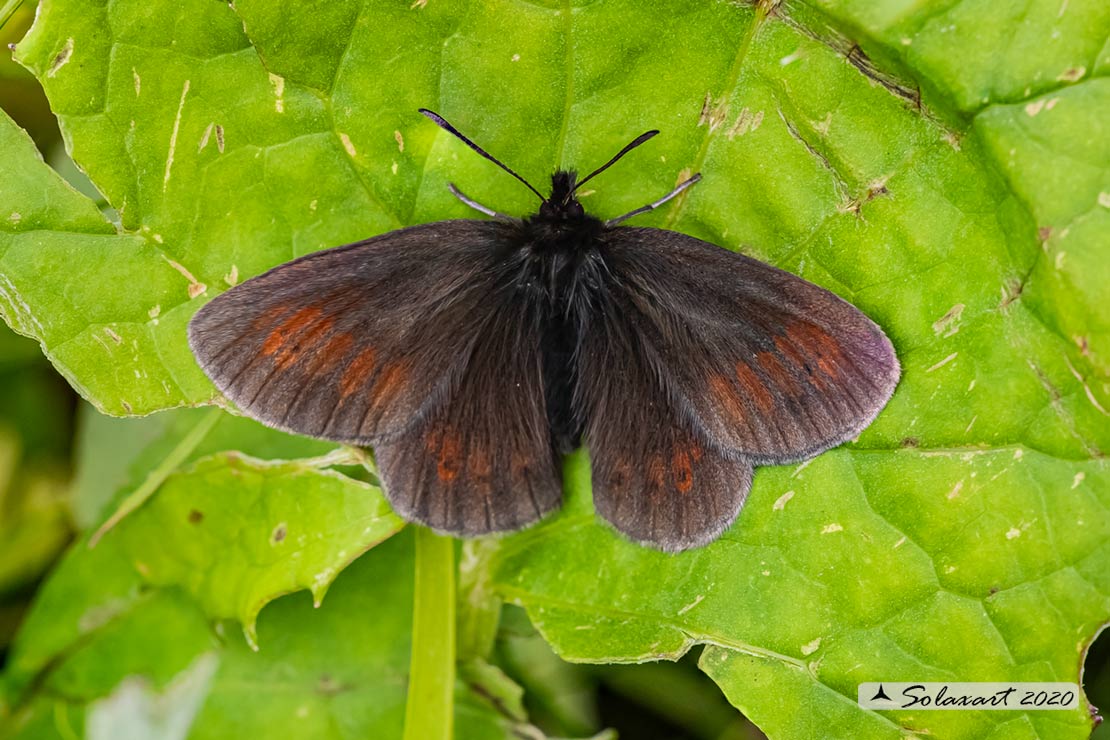 Erebia ?  S, Erebia epiphron