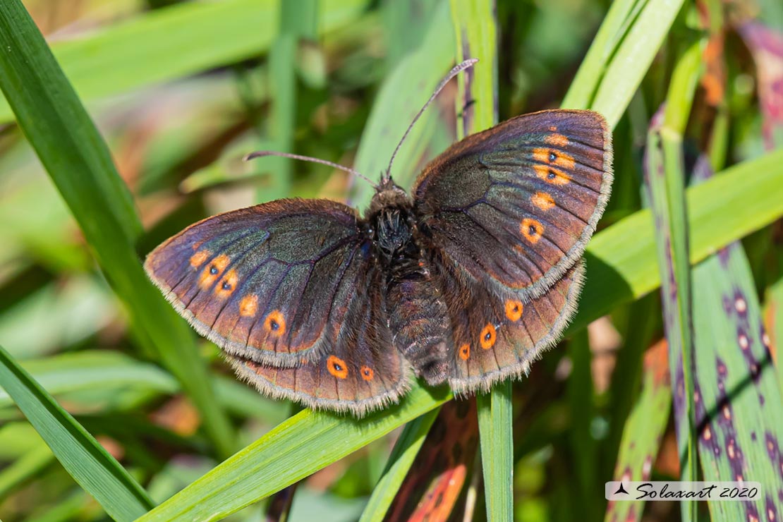 Erebia ?   S, Erebia alberganus