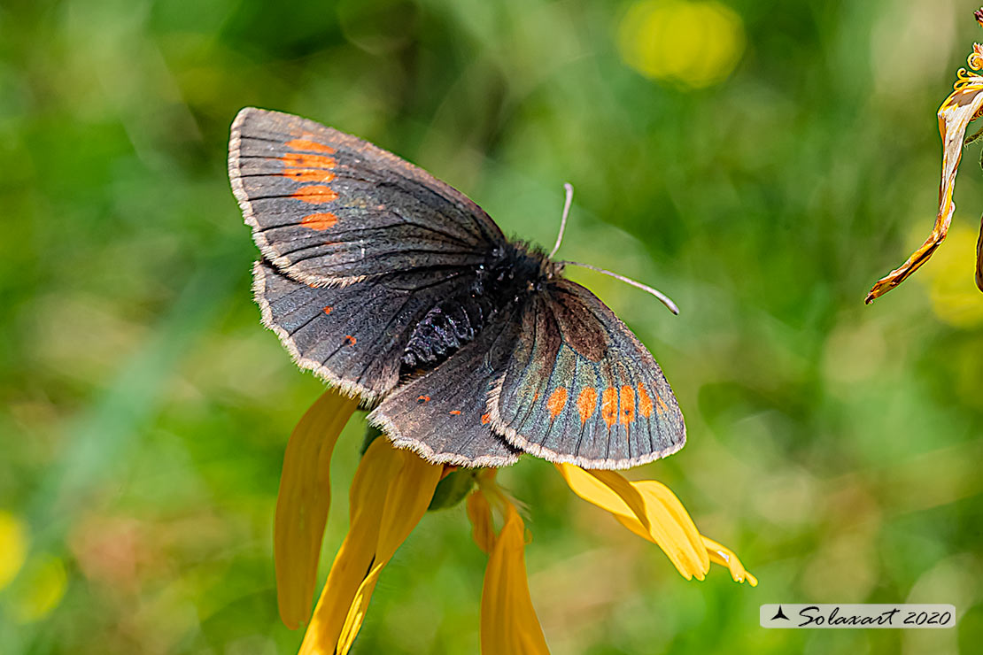 Erebia  ? S, Erebia manto