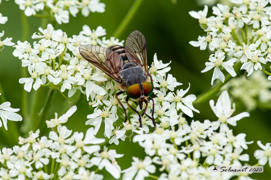 Tabanus bromius ?  No,  Philipomyia cfr. aprica, femmina