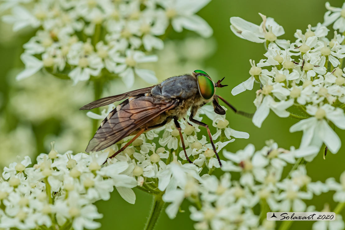 Tabanus bromius ?  No,  Philipomyia cfr. aprica, femmina