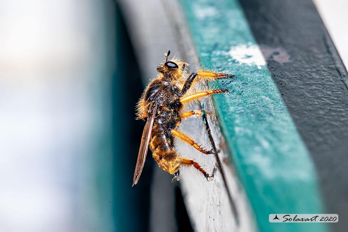 Asilidae: Pogonosoma maroccanum ?   S !