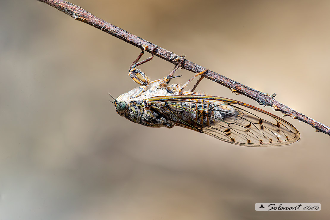Cicadidae: Cicada orni, femmina