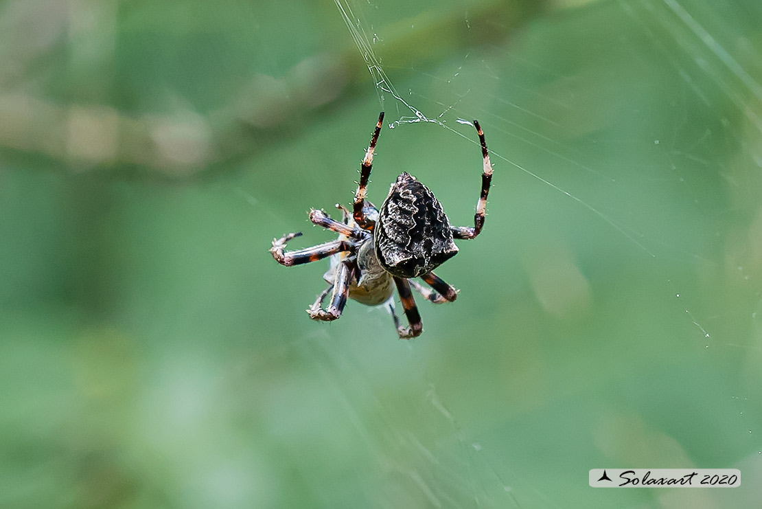 Gibbaranea sp.? No, Araneus angulatus/circe - Passo del Bocco (GE)