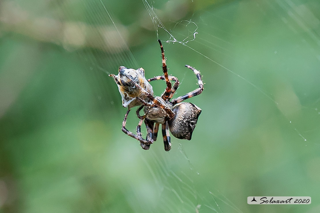 Gibbaranea sp.? No, Araneus angulatus/circe - Passo del Bocco (GE)