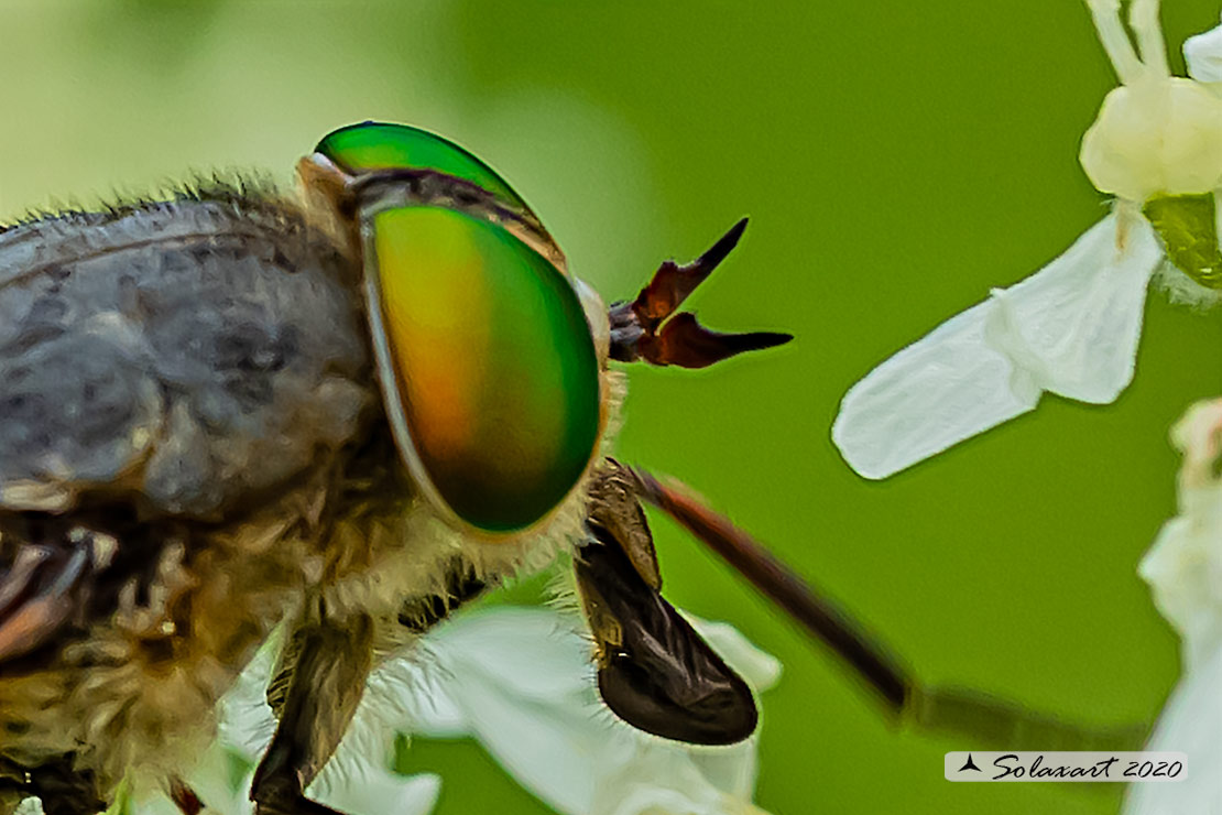 Tabanus bromius ?  No,  Philipomyia cfr. aprica, femmina