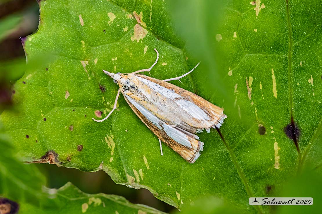 Agriphila selasella ?  No, Catoptria pinella (cfr.)