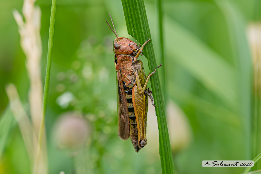 Omocestus ?  S, Omocestus cfr. viridulus