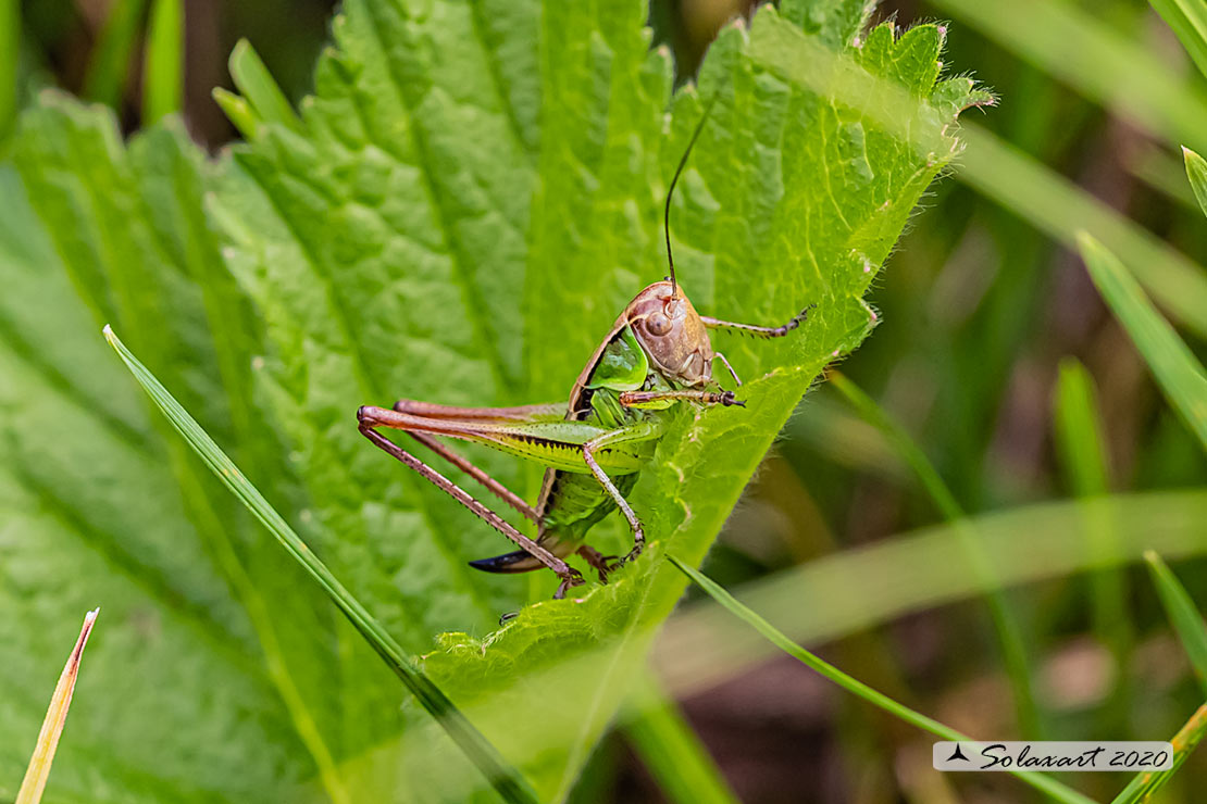 Tettigoniidae ?  S, ninfa di Roeseliana sp.