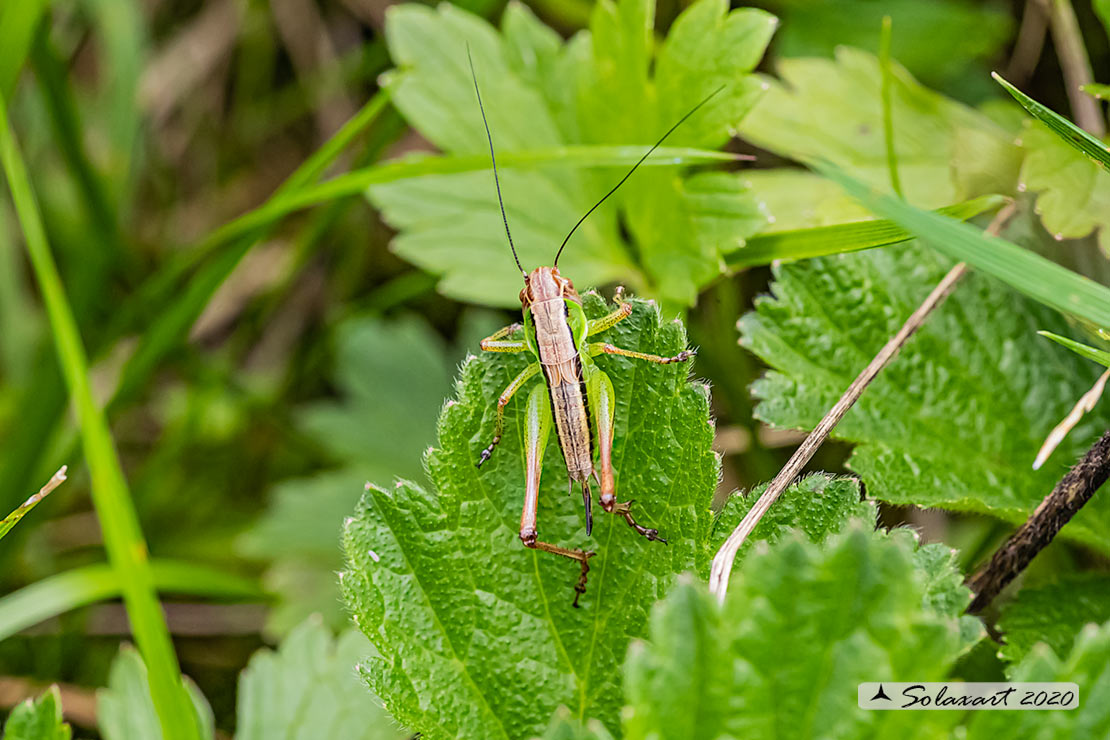 Tettigoniidae ?  S, ninfa di Roeseliana sp.