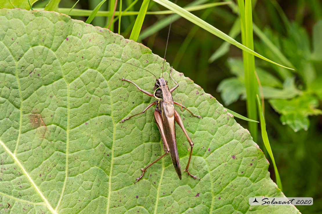 Altra Tettigoniidae ?  S, Roeseliana sp.