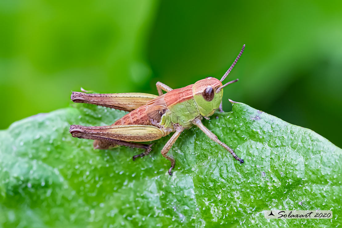 Ninfa di Acrididae (???)