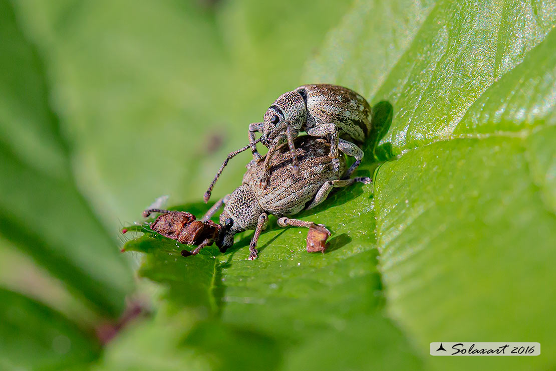 Curculionidae - Phyllobius pyri ?  No, Lepretius noxius