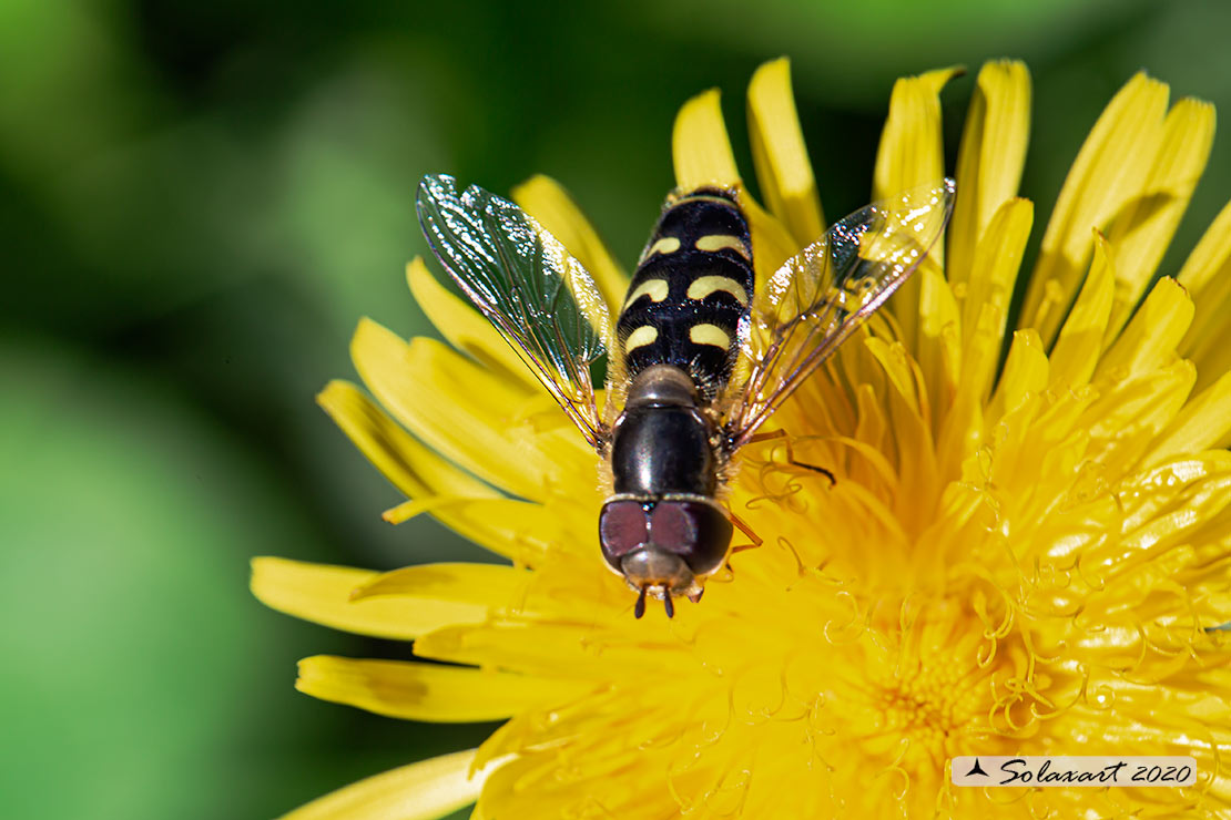 Syrphidae: Eupeodes luniger ?  No, Scaeva sp., maschio