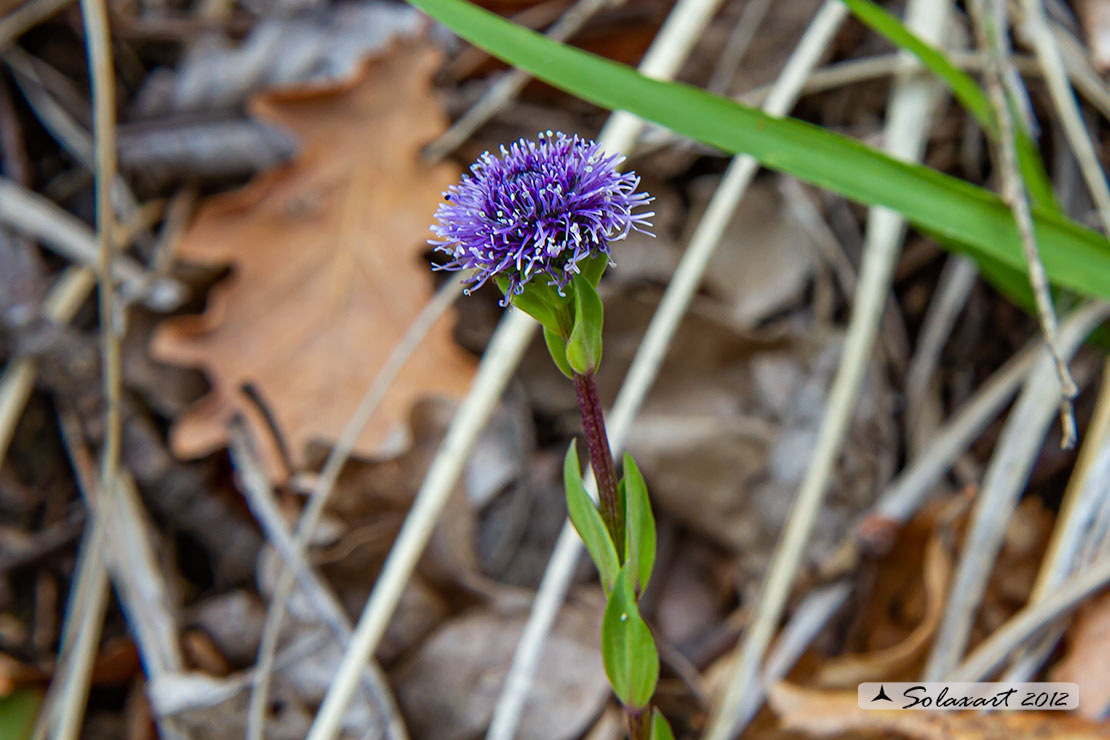 Globularia bisnagarica (Plantaginaceae)