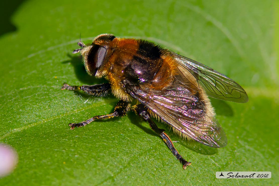 Syrphidae: Merodon equestris (cfr.)