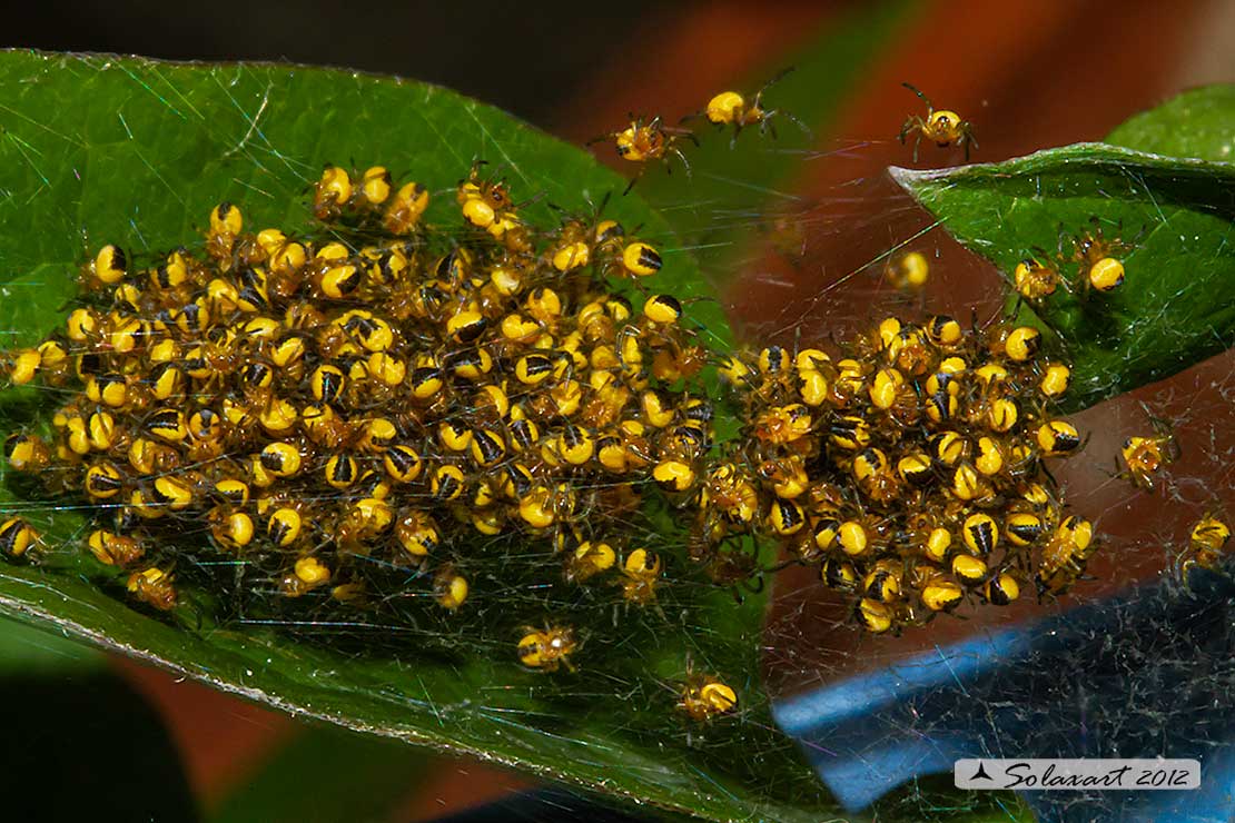 Synema globosum Juv  (??) No, sling di Araneus diadematus - Borgomanero (NO)