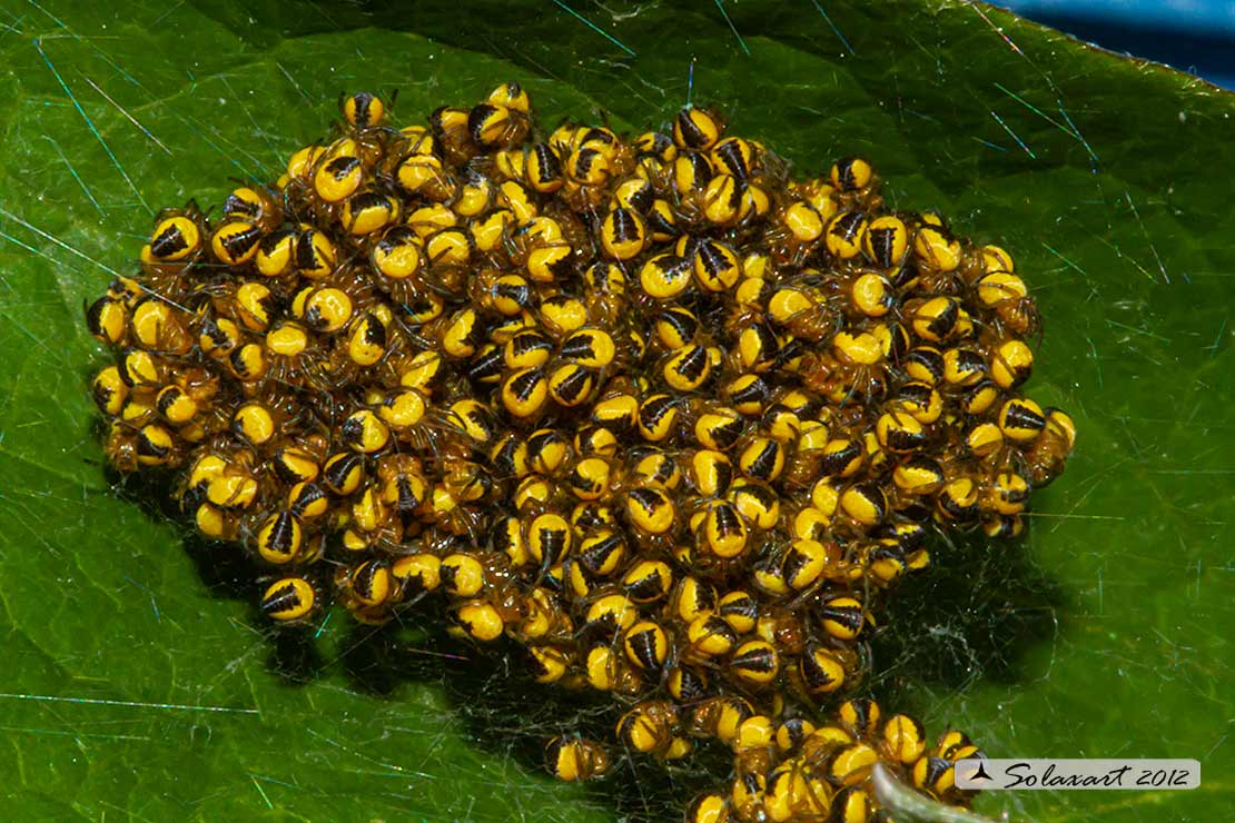 Synema globosum Juv  (??) No, sling di Araneus diadematus - Borgomanero (NO)