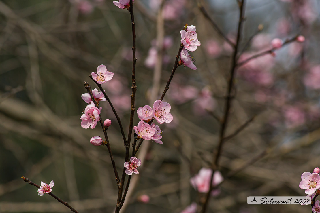 Fiori di mandorlo ? No, fiori di pesco (Prunus persica)
