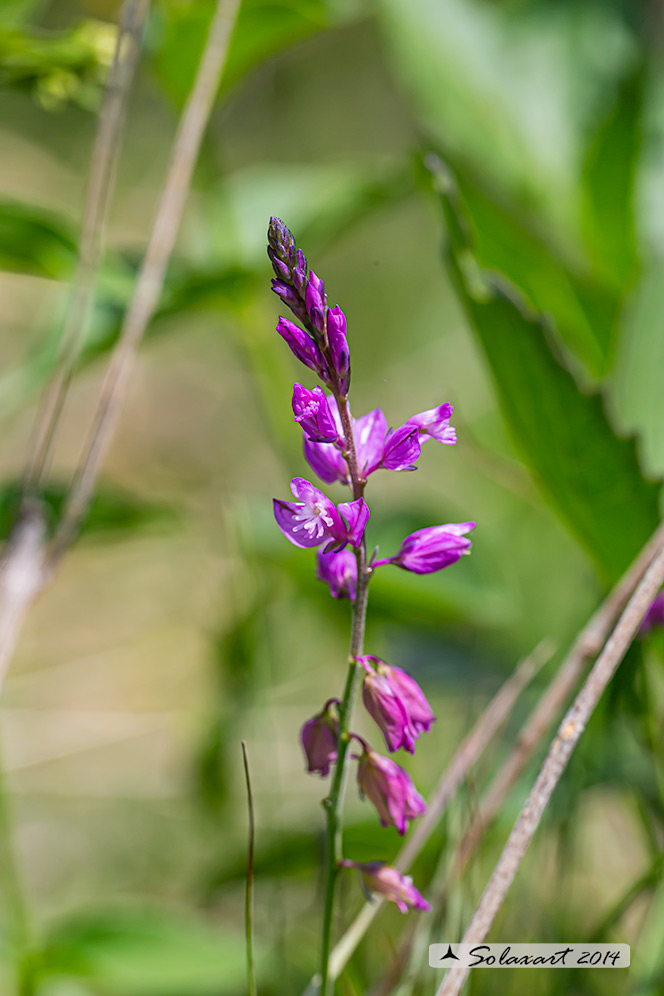 Polygala pedemontana ?  No, Polygala nicaeensis
