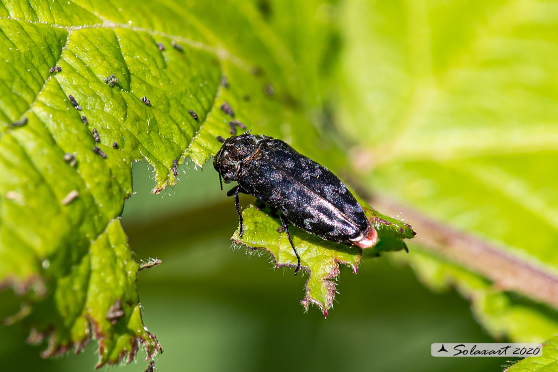 Buprestidae;  Acmaeodera quadrifasciata ? No, Coraebus rubi