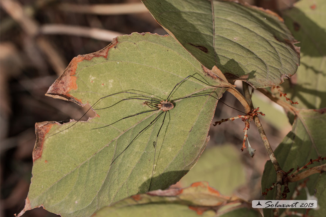 Phalangium opilio ♂ - Phalangiidae