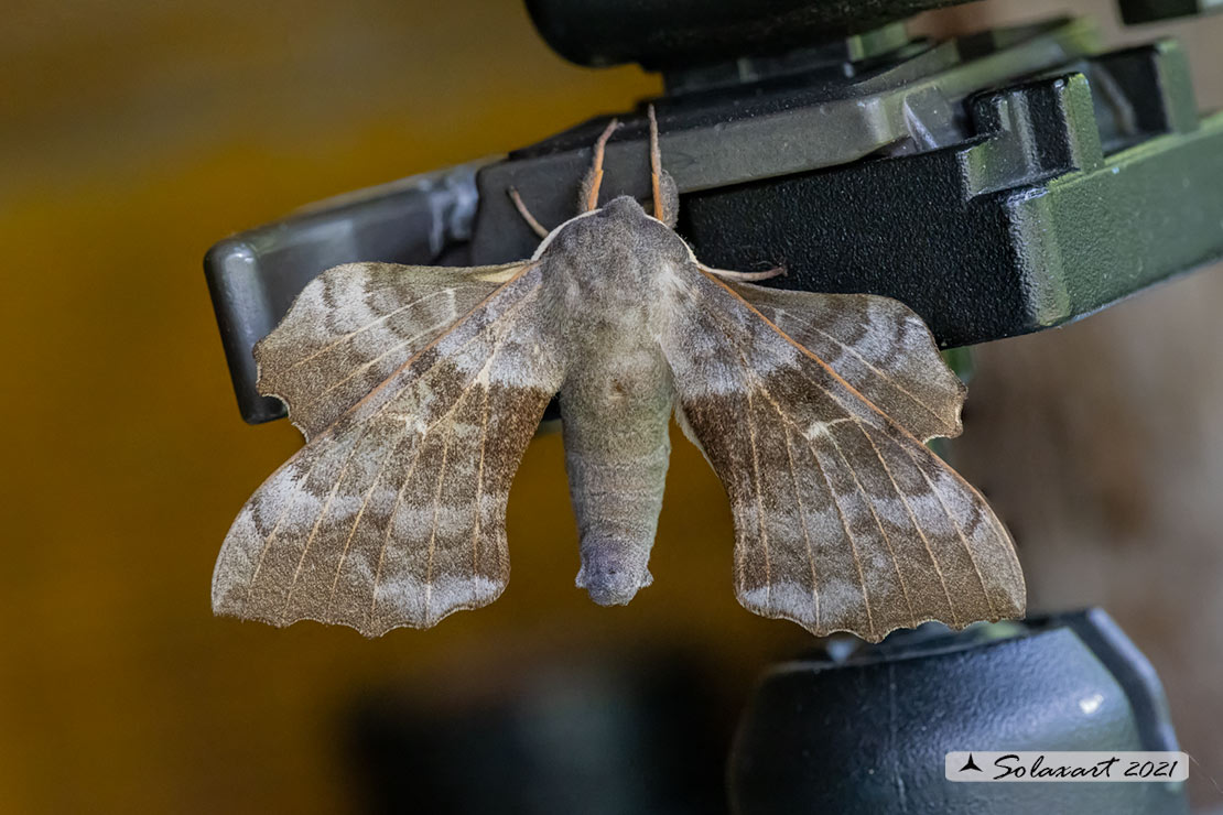Sphingidae - Laothoe populi