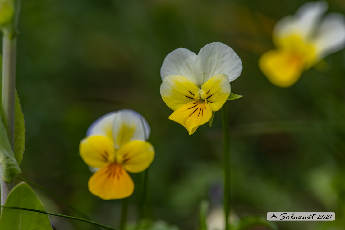 Viola calcarata (???)