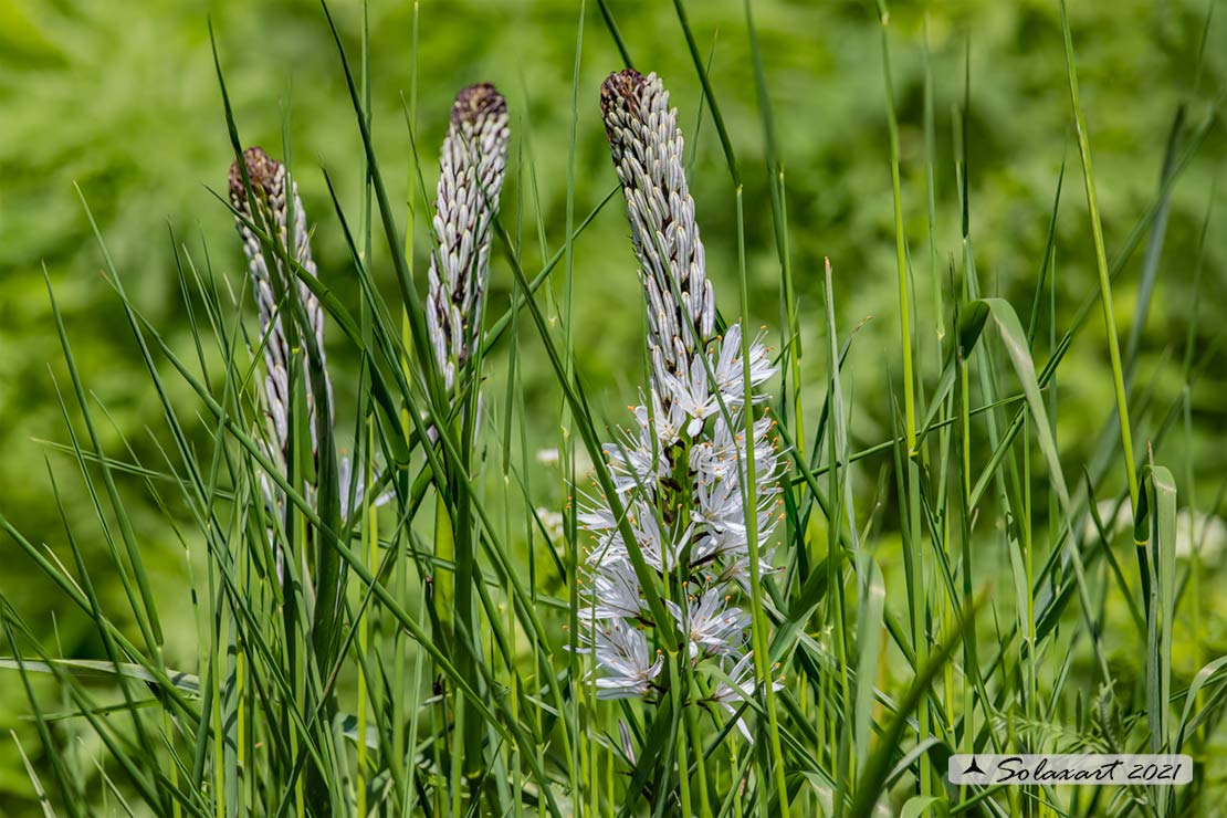 Asphodelus albus (Asphodelaceae)