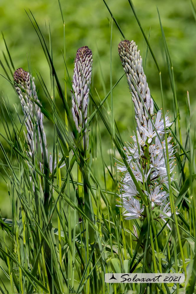 Asphodelus albus (Asphodelaceae)