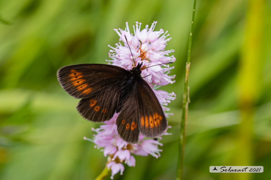 Erebia  ?????