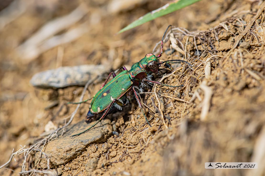 Cicindela campestris - Carabidae