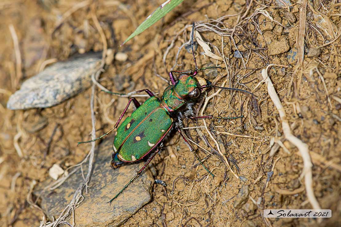 Cicindela campestris - Carabidae