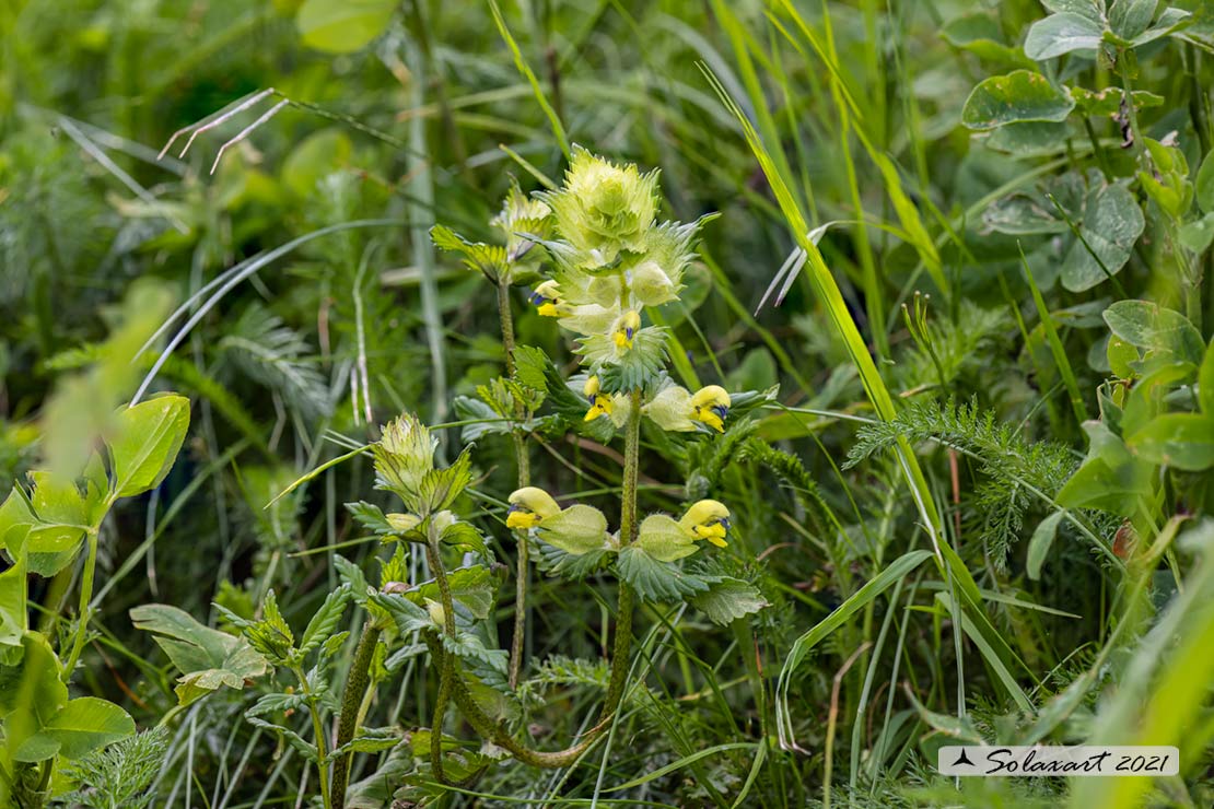 Orobanchaceae: Rhinanthus ?   Rhinanthus cfr. alectorolophus