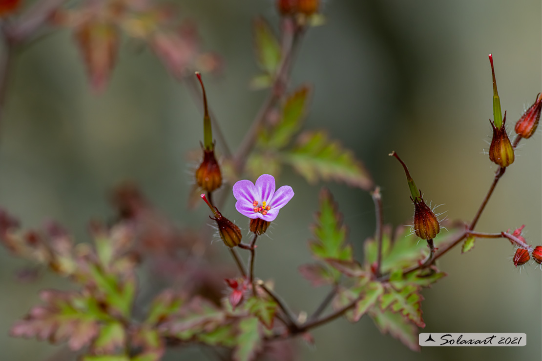 Caryophyllaceae  ?  No, Geraniaceae: Geranium robertianum