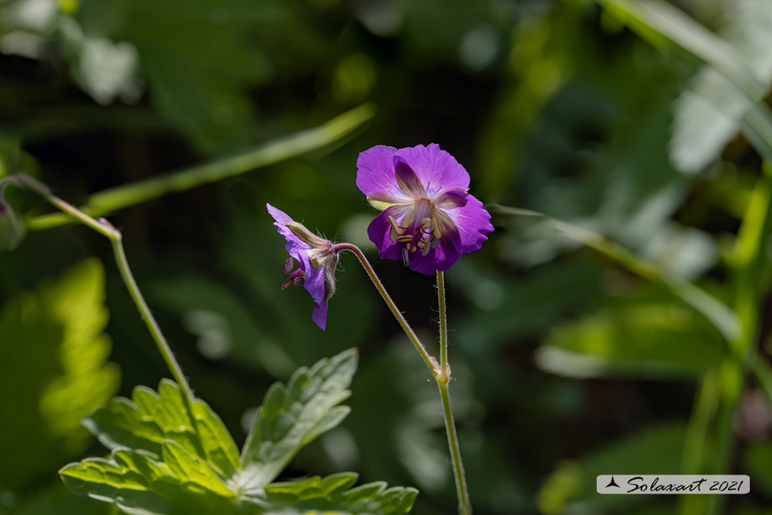 Geranium phaeum ?   S