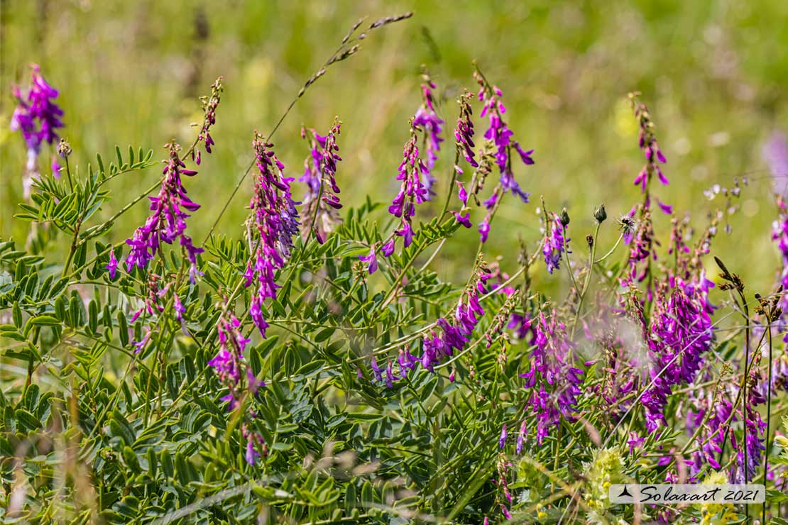 Fabaceae;  Vicia cracca (?)